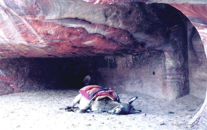 Petra donkey sleeping Royal tombs tomb mule